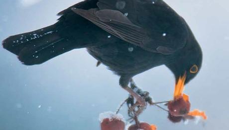 Orman ve Su İşleri Bakanlığı Yaban Hayvanları İçin Besin Ormanları Kuracak