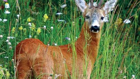 Örnek haber adı gelecek.