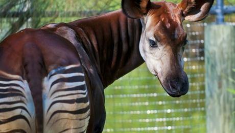 Soyu Tükenme Tehlikesi Altında Olan Canlıların Sayısı Artıyor!