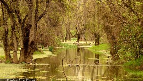 `Karacabey Longozu diye bi yer var`