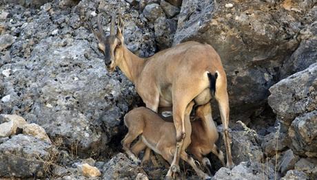 Türkiye Yaban Hayatı 5.Fotoğraf Yarışması