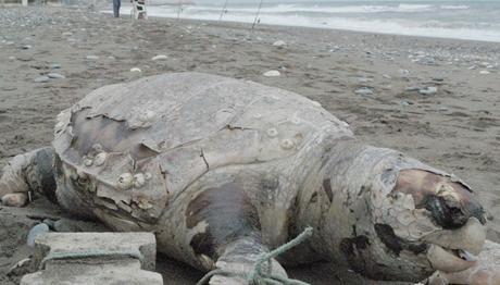 Carettayı yüzgecine taş bağlayıp denize attılar