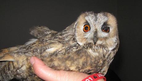 Bir baykuşa 18 saçma