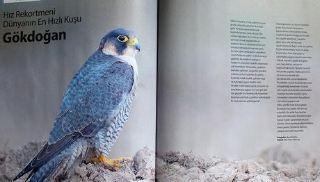 Örnek haber adı gelecek.