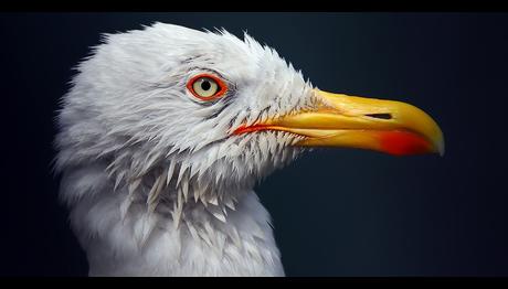 Örnek haber adı gelecek.