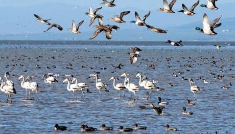 İzmir Kuş Cenneti'ne Hizmeti Geçenlere Plaket Verilecek