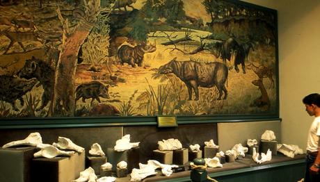 ZÜRAFA, FİL, GERGEDAN FOSİLLERİ İLE MUĞLA DOĞA TARİHİ MÜZESİ,