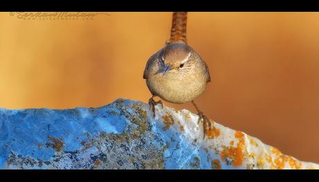 Örnek haber adı gelecek.
