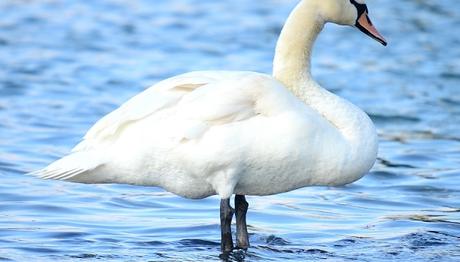 Keşan'da yaralı bir kuğu