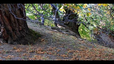 BİN YILLIK KESTANE AĞAÇLARININ TOHUMLARINDAN ORMAN KURULDU