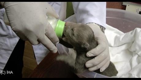 Yavru ayıya keçi sütü