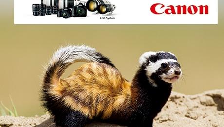 Canon un Şubat 2014 seçimi Alaca Sansar