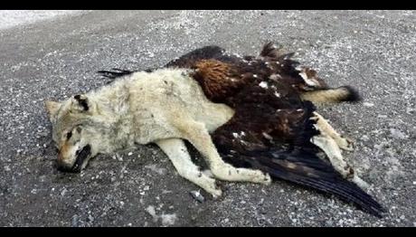 Kurt ve Kartalı Öldürüp Böyle Bıraktılar