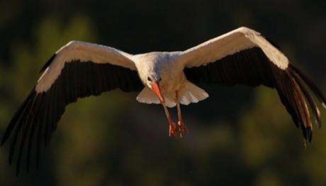 Örnek haber adı gelecek.