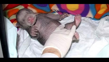 Donmak üzereyken bulunan yavru ayı büyüdü