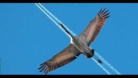 Kuş yollarından geçen üç mega proje