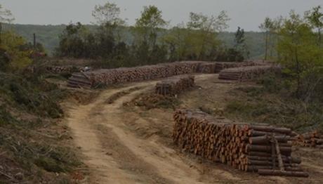 Sinop'ta katliam başladı