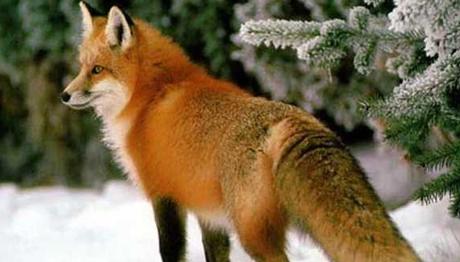 Tilkilere ağız yoluyla kuduz aşısı