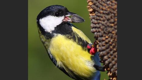 Büyük baştankara diğer kuşların yemek gizleme yerlerini 24 saate kadar hatırlayabiliyor