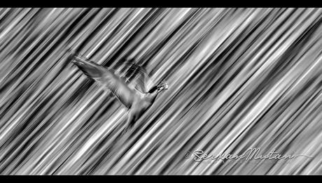 Siyah Beyaz Fotoğraflar