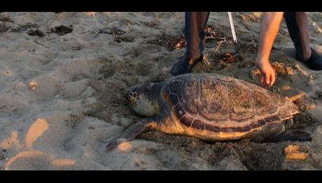 Ayvalık'ta caretta carettayı öldüren malzeme çok tanıdık