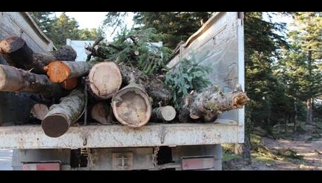 Tabiat Parkı'nda yol açmak için ağaç kestiler