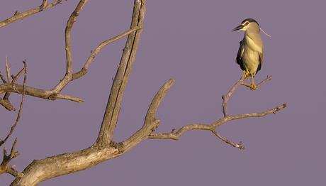 Kuş Fotoğrafçılığına Giriş