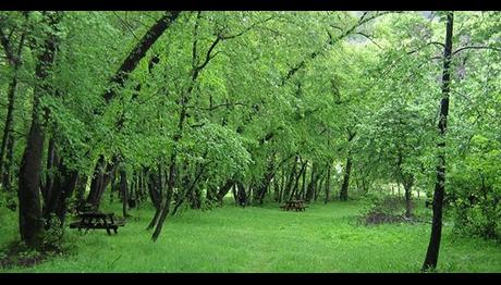 Ormanlık alanlar işletmelere açılıyor