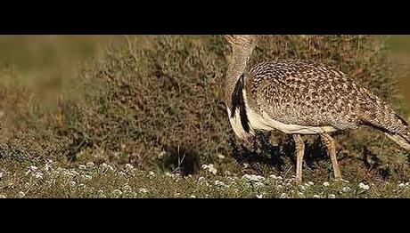Suudi prens nesli tükenmekte olan kuşları öldürmüş