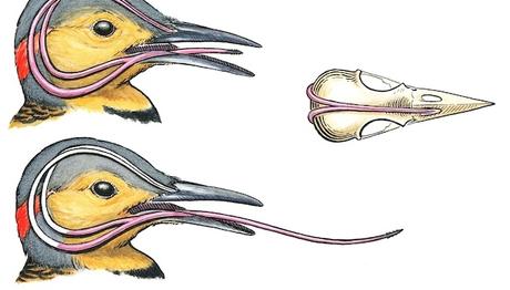 Neden Ağaçkakanlarda baş ağrısı olmuyor?   