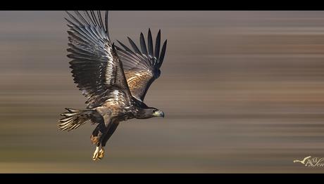 Kuş Fotoğrafçılığında Keskinlik