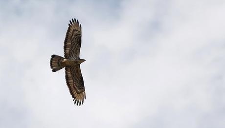 Bunlar 'son kuşlar' olmasın