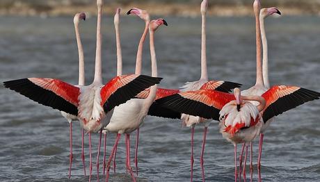 5. Flamingo Halkalama Çalışması