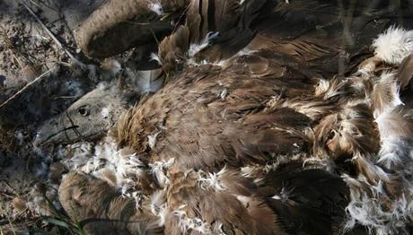 Afrika'da büyük zehirlenme!! 92 Akbaba Öldü..