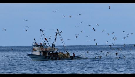 Karadeniz Biter mi? / Önder Cırık 