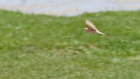 403: DOĞU ALAMECEĞİ