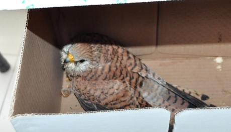 İtfaiye Ekipleri Bu Kez Kerkenezi Kurtardı