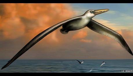 Dev kuşa ait' fosiller bulundu