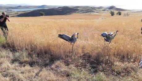 Turna İzleme Projesi