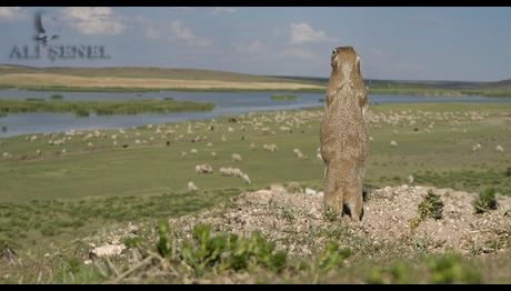 Gelengi ve Antidepresan Gülümseme