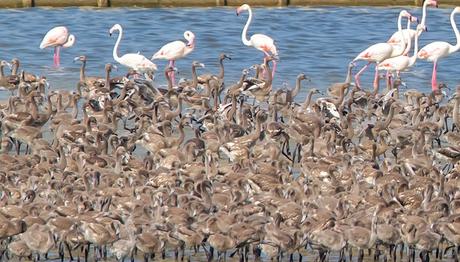 İzmir Kuş Cenneti'nde Binlerce Flamingo Yavrusu