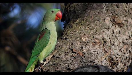 Validebağ Kuşları Sergisi / Acil Yardım