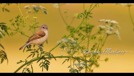 ÇULHAKUŞU/Serkan Mutan'ın Yeni Yazısı..