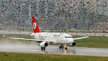 Havalimanı için korkutucu hesap: Kuşlardan dolayı yılda 2-3 uçak kazası olabilir!