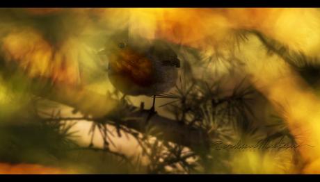 GÜLÜMSETEN KARELER ! / Serkan Mutan'ın Yeni Blog Yazısı