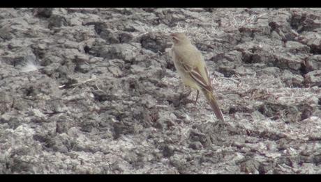 Kuş cennetinde bilinçsiz su kullanımı