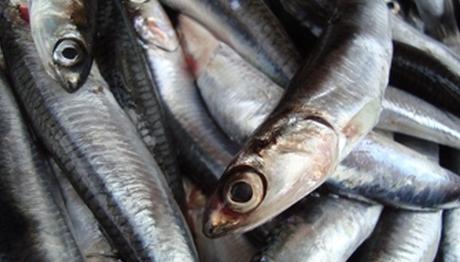 KARADENİZİN ÇÖKÜŞÜ