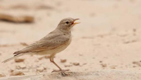 Birecik bozkırından müjde!