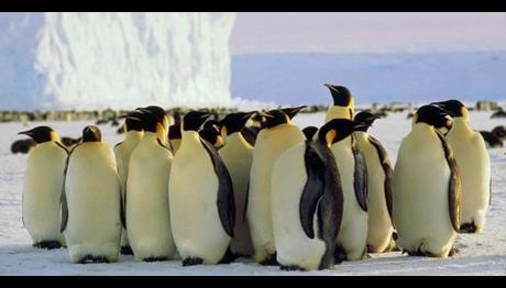 Kuşlar asteroid çarpmasından sonra nasıl hayatta kaldı?