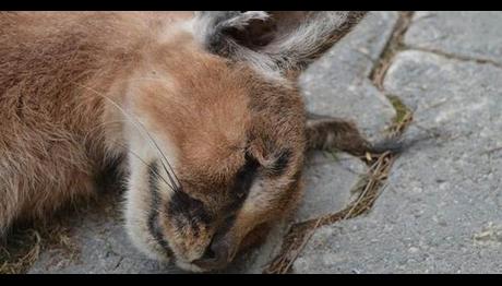 Nesli tükenen Karakulak ölü bulundu